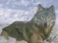 YALNIZ KURT UN MEKTUBU   lonewolfoferciyes  