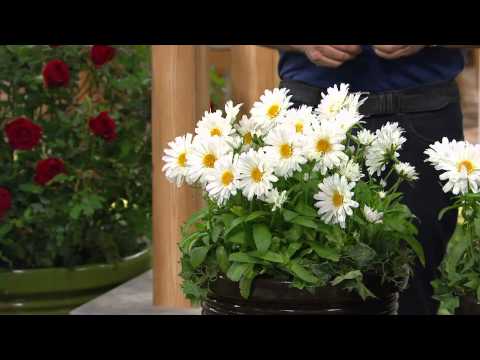 how to transplant shasta daisies