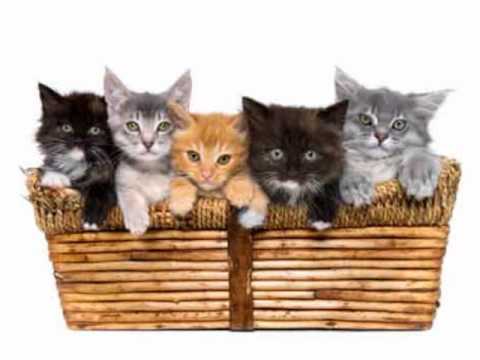 picturs - cat picturs by: Sara Martin.