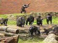 feeding the chimps, part 2