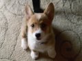 Kittens & Puppies 2