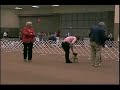 Mina poops in the obedience ring Mina poops in the obedience ring