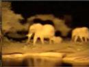 Elephants at Night - 2 - Pete's Pond - 1/26/2008