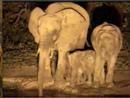 Elephants at Night 2 - Pete's Pond - 1/26/2008