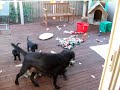 Playing Tug - 6 weeks