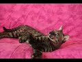 I Want a Big Kitty I Want a Big Kitty