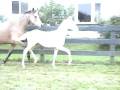 Admired By All - cremello TB colt
