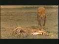 Lion/Tiger and Liger Compared