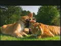 lion/tiger and liger compared