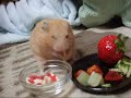 hamster eating pasta hamster eating pasta