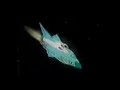 Tosho Daimos Ep.01 (2/3) Tosho Daimos Ep.01 (2/3)