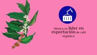 Café Orgánico Mexicano