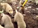 Coati