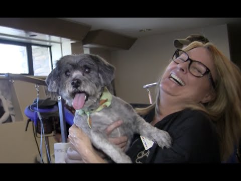 Extreme Puppy Makeover - Prank it FWD
