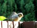 videos de Blue Tit chick feed by parents