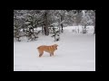 Since it snowed all day today in Bend, Morgan and I thought we would share this home video with you! http://bit.ly/88aku4 #fb