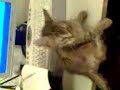 crazy cat funny cat pisica bolunda