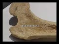 Saiba mais a respeito da anatomia do joelho ... Saiba mais a respeito da anatomia do joelho ...
