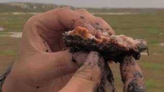 Tapetes Microbianos en el IIO