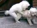 Video Casero de Nupy Jaime (porn pets)