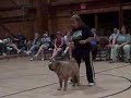 Willy~my dancing sharpei Willy~my dancing sharpei