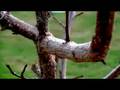 JVC gz-mg330 test