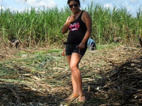 how to harvest sugar cane