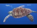 Oceanlab - Miracle