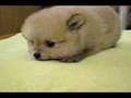 videos de Trout Dick - BLASTOIDS
