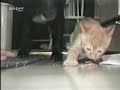 A cat is an egoist!)))  Starves a dog!!!  Very funnily!