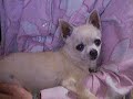 My Dog\ My Dog\