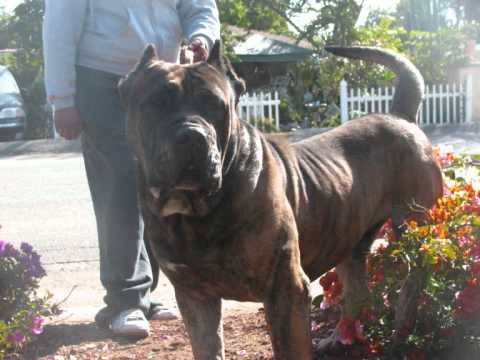 Canary Dog - the powerful Spanish Presa Canario. contact us at ralphskennels@live.com and visit our web site at Khayanpresacanario@live.com thank you.