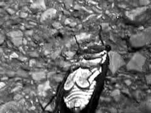 locust