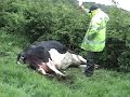 Cow with Milk fever & Big Calf