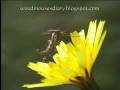 videos de Plume Moth Feeding