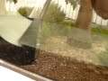 Civic Flex Video 15