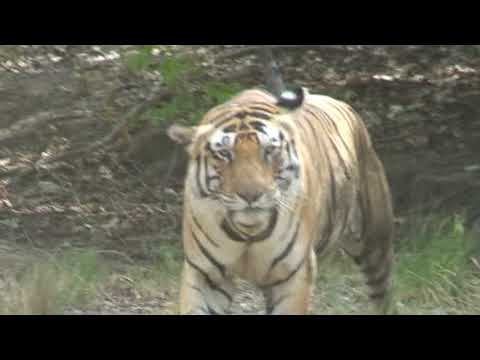 male tiger