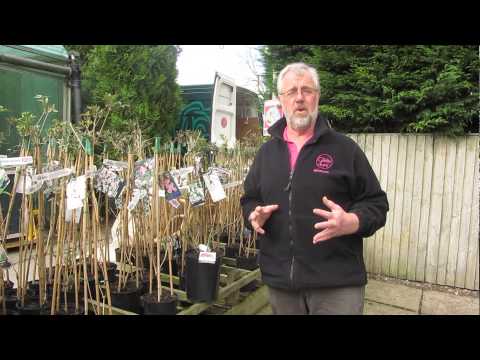 how to replant climbing roses