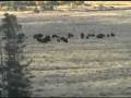 videos de RMSEL observes Bison in Yellowstone