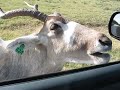 Begging Antelope