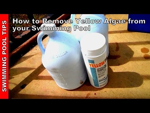 how to eliminate algae from a pool