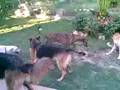 GALGO MIGUEL 2