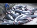 Matanza de delfines en Islas Feroe