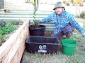 container gardening-bay tree container gardening-bay tree