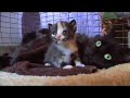 Ms. Windy Pants and her Six Kittens