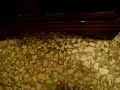 gattina macchina da guerra gattina macchina da guerra