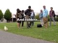 Rabbits Gone Wild on Campus