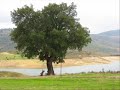 Frechas mirandela