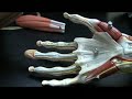 Muscles and Tendons of the Forearm pt 2
