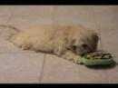 Cockapoo puppies for sale! (Joy and Tootsie)